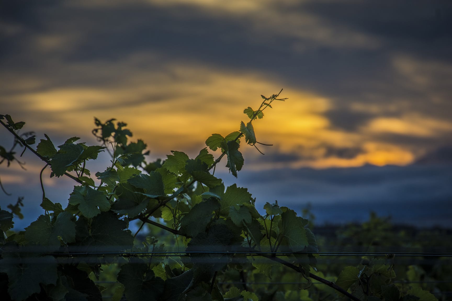 moody shot of grape vines with blue and yellow sky in background