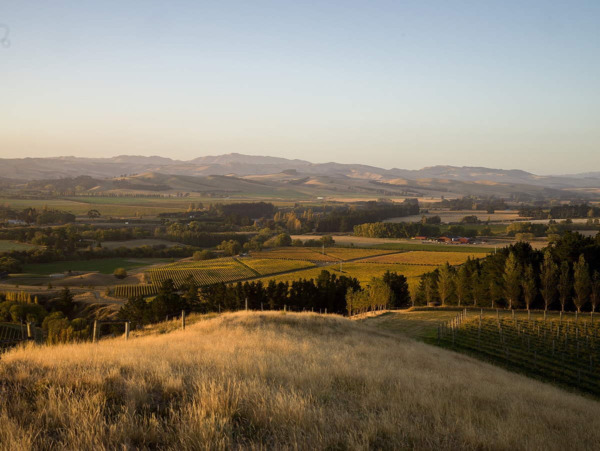 view over greystone vineyards