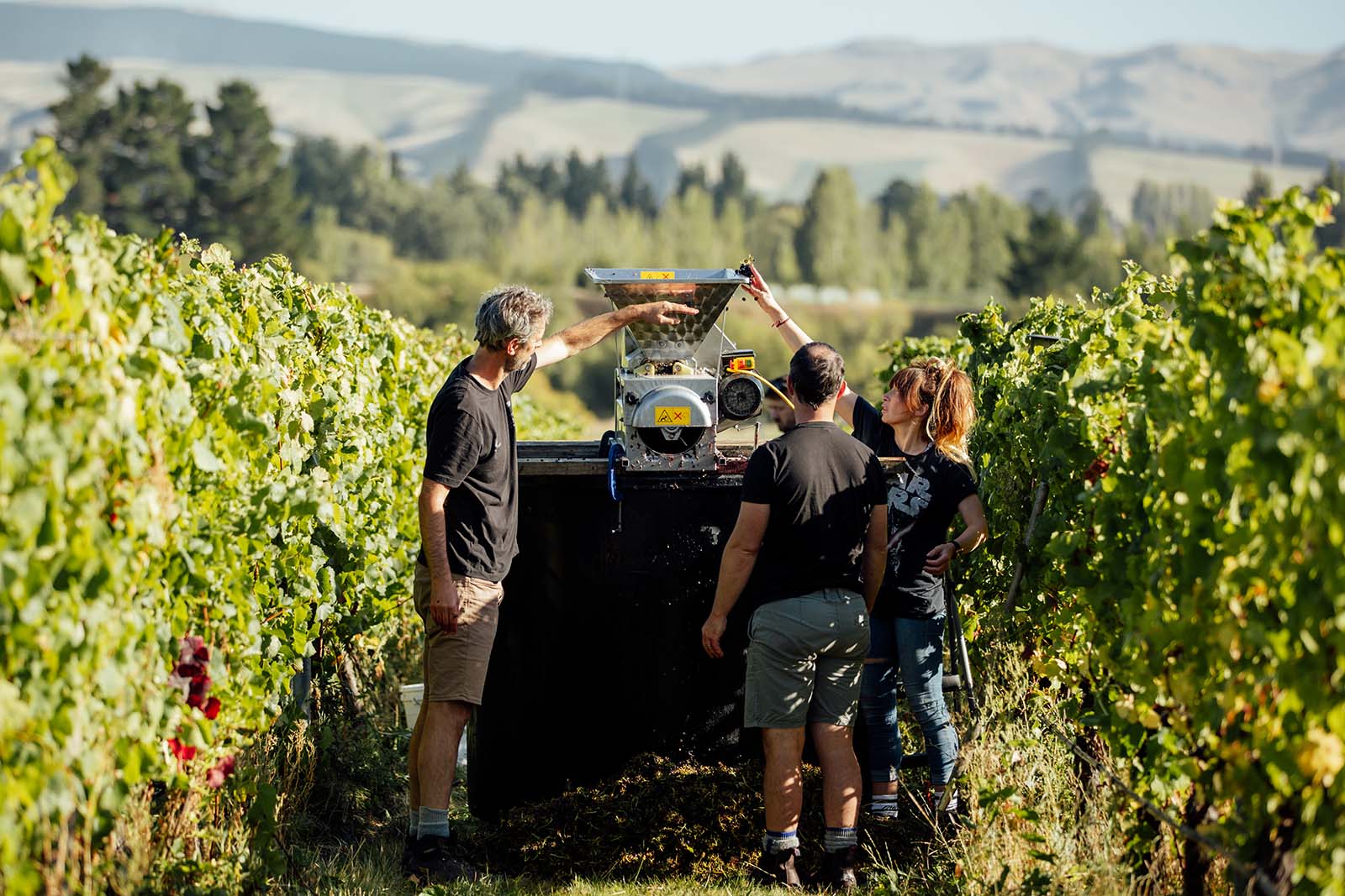 Two men and a woman standing between two vine rows, putting grapes into a grape harvester. 