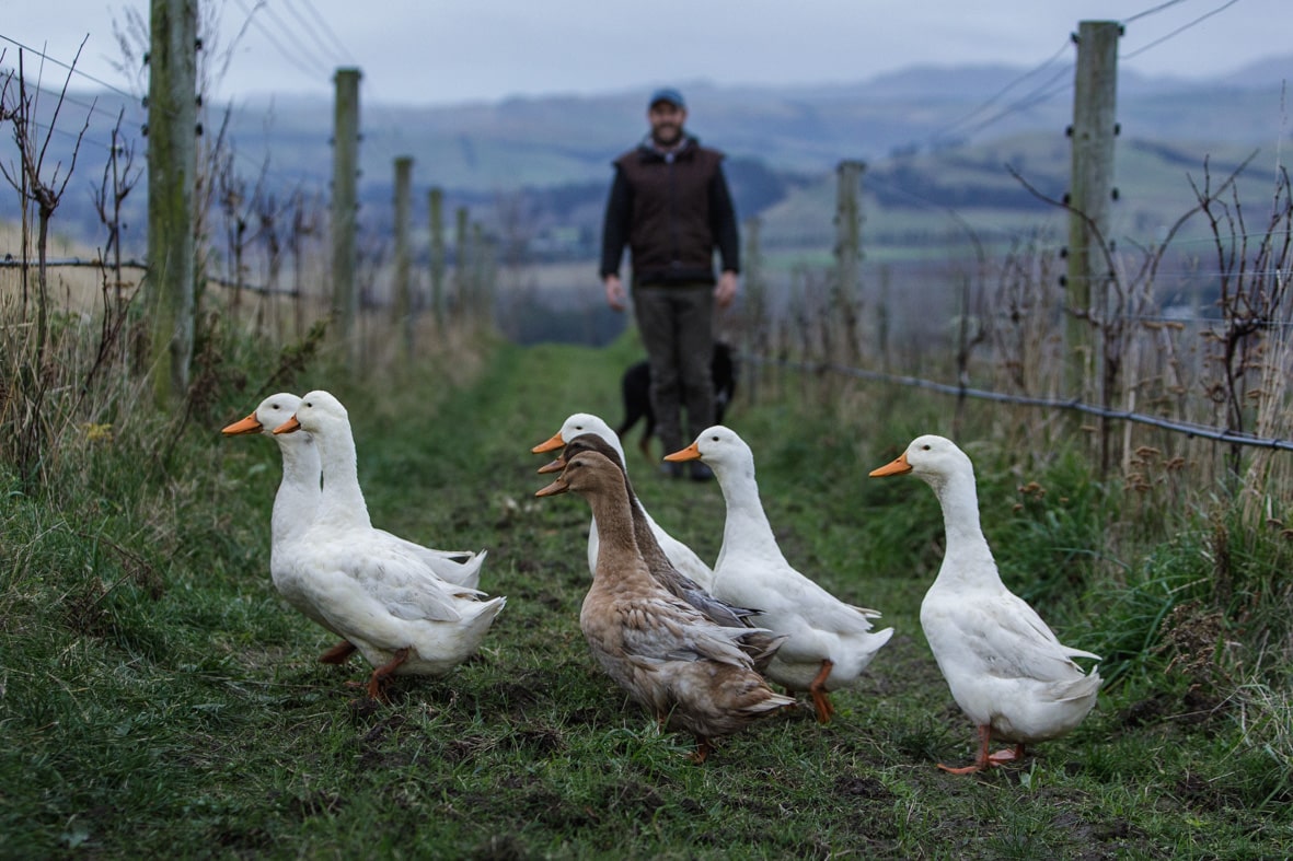 A landscape photo of a man standing behind a gaggle of geese passing between two vine rows. 