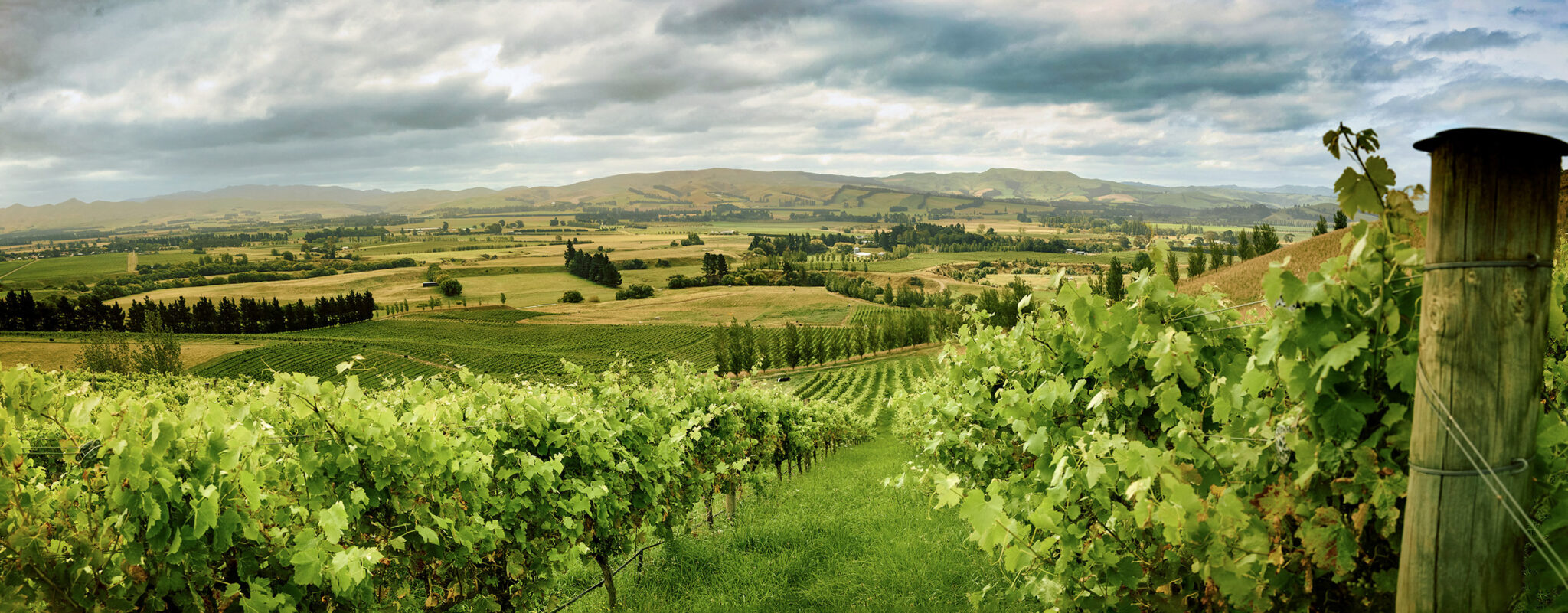 "Expansive vineyard views showcasing the beauty of the Waipara wine country, where rolling vines meet the horizon."